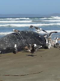 Mrtvá velryba (ilustrační foto)