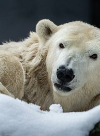 Lední medvědice Berta v pražské zoo