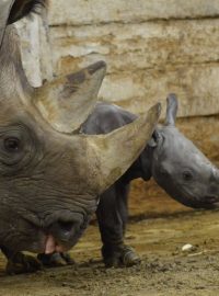 Samice nosorožce dvourohého Etosha porodila další mládě