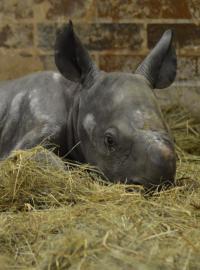Mládě nosorožce dvourohého narozené v královédvorské zoo je holka