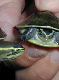 Želva amboinská patří k ohroženým druhům.
