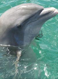 Delfín, delfíni (ilustrační foto)