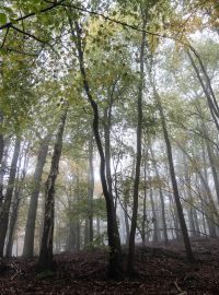 podzimní les, ilustrační foto