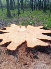 Jeden ze zaměstnanců Lesů ČR chybně rozhodl o pokácení několik set let starého dubu