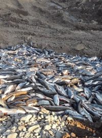 Uhynulé ryby po úniku chemikálie do řeky Bečvy