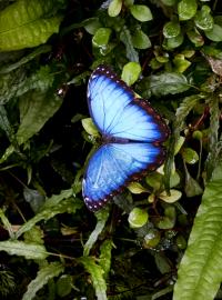 Tropičtí motýli opět poletují na současné výstavě v  botanické zahradě, v pražské Troji, ve skleníku Fata Morgana. Na fotografii je druh Morpho Peleides.