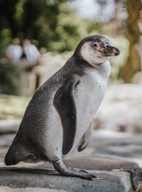 Tučňák v Zoo Praha