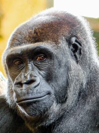 Do pražské zoo zamíří gorila Duni