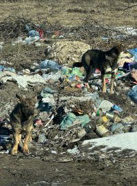 Opuštění psi na Ukrajině