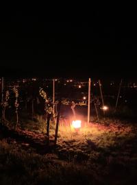Parafinové svíce na vinicích poblíž Břeclavi