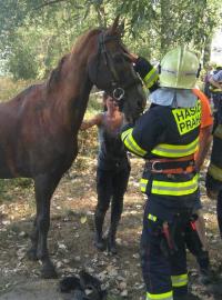 Hasiči v pražských Lipencích u řeky Berounky vytahovali koně, který až po krk zapadl do rozbahněného břehu