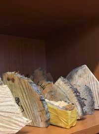 Vzorky z kmenů dřeva naplaveného na islandském pobřeží