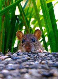 Krysa v přírodě (ilustrační foto)