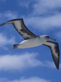 Některé druhy albatrosů jsou kriticky ohrožené.