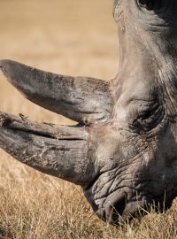 Nosorožec (ilustrační foto)