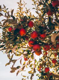 Čeští ovocnáři budou chtít více kontrol jablek z Polska. (Ilustrační snímek)