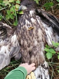 Postřelený orel se musel podle ornitologů s bolestivým zraněním pohybovat místem několik dní.