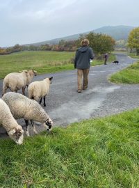 Pastevci na Litoměřicku hnali tradičním způsobem více než stodvacetihlavé stádo ovcí chráněným územím Českého středohoří