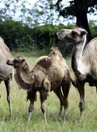 Stádo velbloudů ve zlínské zoo nyní tvoří devítiletý samec Fico, dvacetiletá samice Jade, desetiletá samice Olina a dva letošní samečci.