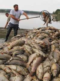 V rybníku Nesyt uhynuly kvůli horkému počasí desítky tun ryb