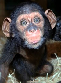 Pětiměsíční samička šimpanze učenlivého Caila