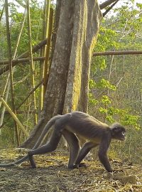 Primát popa lungur - opička s bílými kruhy kolem očí