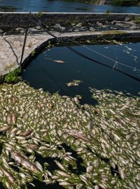 Uhynulé ryby na řece Dyji z minulého týdne