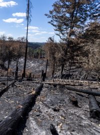 Spálený les okolo Gabrieliny stezky na Pravčickou bránu u Mezní Louky