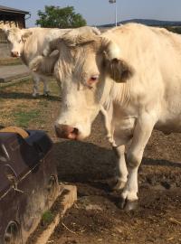 Kráva, krávy, farma, zemědělství, napajedlo, napajedla (ilustrační foto)