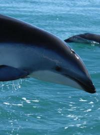 Samice delfínů skákavých přitom mívají jen jedno mládě, o které se starají někdy i šest let.