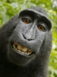 Opičí selfie makaka Naruta