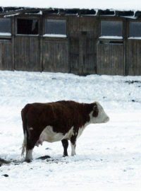 Chov krav (ilustrační foto)