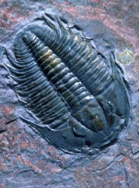 Trilobiti se jako první zvířata dokázala stočit do kuličky, aby se ochránila. Ostatní už to jen kopírují, přibližuje paleontolog Lukáš Laibl