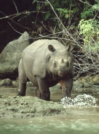 Téměř vyhubený nosorožec jávský