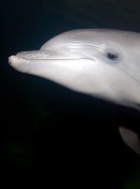 Zvýšené množství uhynulých delfínů v Černém moři může podle vědců souviset s válkou na Ukrajině (ilustrační foto)