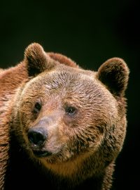 Medvěd apeninský
