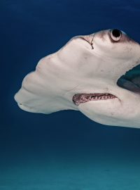 žralok kladivoun