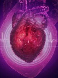 Vědci už látku úspěšně vyzkoušeli na prasečím srdci. Pomůže uzdravit také lidská srdce? (Ilustrační snímek).