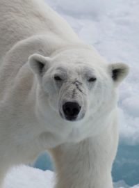 Lední medvěd zaútočil v sobotu na Špicberkách na zaměstnance výletní lodi (ilustrační foto)