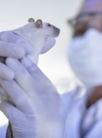 Testování na zvířatech (ilustrační foto)