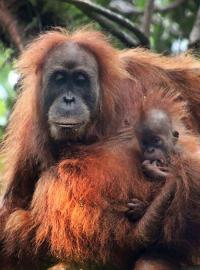 Nový druh orangutana - tapanulijský orangutan