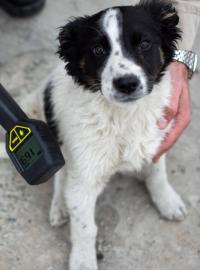 Měření radioaktivity u psa z Černobylu
