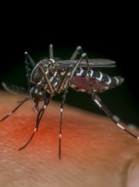 Komár druhu Aedes, který přenáší virus způsobující horečku dengue