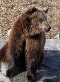 Medvěd hnědý (ilustrační foto)