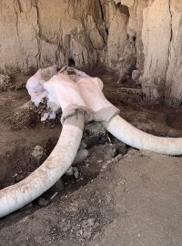 Nálezy obřích mamutích kostí v Mexiku