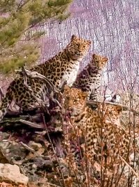 V Rusku zaznamenali samici ohroženého levharta mandžuského hned se třemi mláďaty. Natočila je fotopast v národním parku Země leoparda nedaleko Vladivostoku