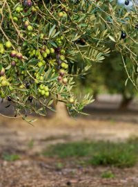 olivovník ve Španělsku (ilustrační foto)