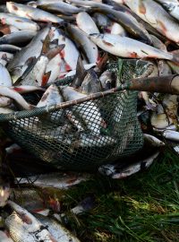 Otrava řeky Bečvy způsobila úhyn několika desítek tun ryb