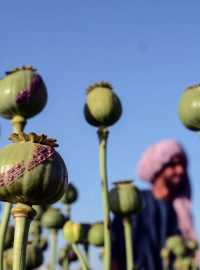 V roce 2022 afghánští zemědělci pěstovali podle údajů UNODC mák na opium na 2330 kilometrů čtverečních polí