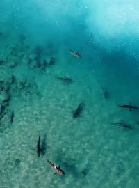 Skupina žraloků v mělkých vodách Středozemního moře nedaleko Izraele